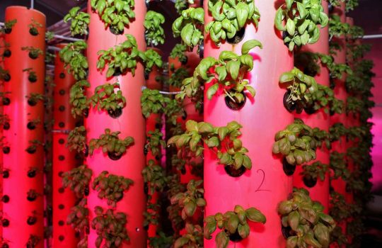 Advantages and Disadvantages of Aeroponics2